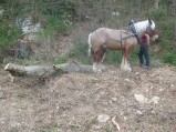 082-chantier-debardage-Rully-2012-083.jpeg.small.jpeg
