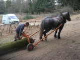 084-chantier-debardage-Rully-2012-085.jpeg.small.jpeg