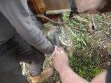 086-chantier-debardage-Rully-2012-087.jpeg.small.jpeg