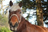 095-chantier-debardage-Rully-2012-096.jpeg.small.jpeg