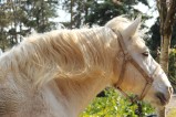 097-chantier-debardage-Rully-2012-098.jpeg.small.jpeg