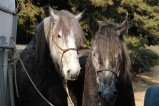098-chantier-debardage-Rully-2012-099.jpeg.small.jpeg