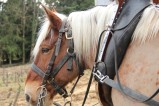 099-chantier-debardage-Rully-2012-100.jpeg.small.jpeg