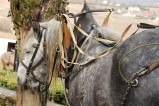 100-chantier-debardage-Rully-2012-101.jpeg.small.jpeg