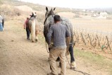 101-chantier-debardage-Rully-2012-102.jpeg.small.jpeg