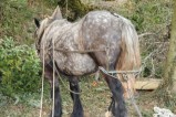102-chantier-debardage-Rully-2012-103.jpeg.small.jpeg