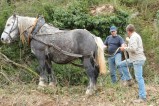 104-chantier-debardage-Rully-2012-105.jpeg.small.jpeg