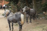105-chantier-debardage-Rully-2012-106.jpeg.small.jpeg