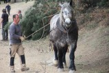 106-chantier-debardage-Rully-2012-107.jpeg.small.jpeg