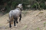 107-chantier-debardage-Rully-2012-108.jpeg.small.jpeg
