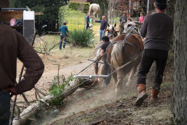 000-chantier-debardage-Rully-2012-123.jpeg.medium.jpeg