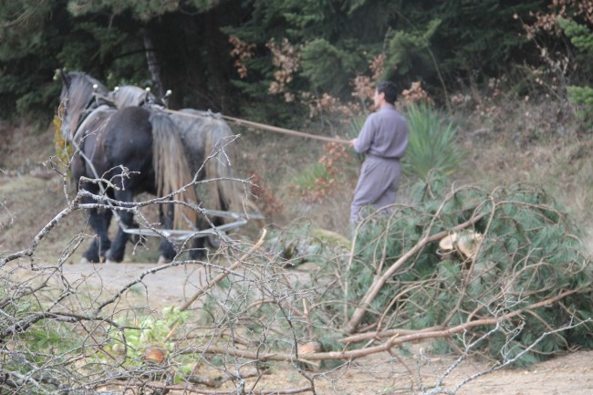 005-chantier-debardage-Rully-2012-128.jpeg.medium.jpeg