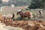 006-chantier-debardage-Rully-2012-129.jpeg.small.jpeg