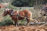 007-chantier-debardage-Rully-2012-130.jpeg.small.jpeg