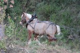 008-chantier-debardage-Rully-2012-131.jpeg.small.jpeg