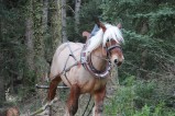 009-chantier-debardage-Rully-2012-132.jpeg.small.jpeg