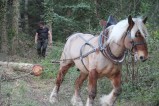 010-chantier-debardage-Rully-2012-133.jpeg.small.jpeg