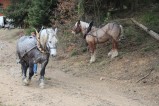 011-chantier-debardage-Rully-2012-134.jpeg.small.jpeg