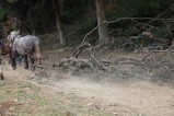 012-chantier-debardage-Rully-2012-135.jpeg.small.jpeg
