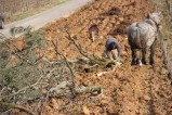 013-chantier-debardage-Rully-2012-136.jpeg.small.jpeg