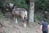 014-chantier-debardage-Rully-2012-137.jpeg.small.jpeg