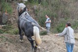016-chantier-debardage-Rully-2012-139.jpeg.small.jpeg