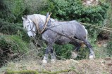 017-chantier-debardage-Rully-2012-140.jpeg.small.jpeg