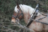 019-chantier-debardage-Rully-2012-142.jpeg.small.jpeg