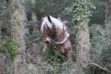 020-chantier-debardage-Rully-2012-143.jpeg.small.jpeg