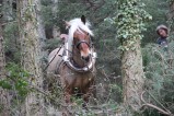 021-chantier-debardage-Rully-2012-144.jpeg.small.jpeg