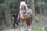 022-chantier-debardage-Rully-2012-145.jpeg.small.jpeg