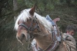 023-chantier-debardage-Rully-2012-146.jpeg.small.jpeg