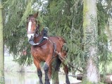 ../thumbnails/015-Concours-debardage-Cibeins-2013-16.jpeg.small.jpeg