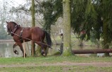 ../thumbnails/016-Concours-debardage-Cibeins-2013-17.jpeg.small.jpeg
