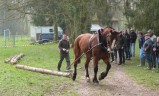 ../thumbnails/026-Concours-debardage-Cibeins-2013-27.jpeg.small.jpeg