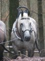 028-IMG_6209.jpg.small.jpeg