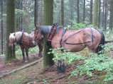 029-IMG_6211.jpg.small.jpeg