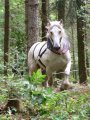 001-222montagny.JPG.small.jpeg