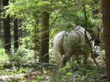 006-777montagny.JPG.small.jpeg