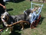 019-chien-11.jpg.small.jpeg