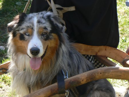 021-chien-13.jpg.medium.jpeg