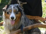 021-chien-13.jpg.small.jpeg
