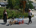 026-chien-25.jpg.small.jpeg