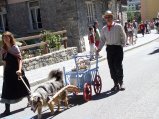 027-chien-26.jpg.small.jpeg