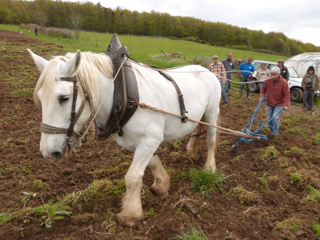 ../previews/022-maraichage-Hippotese-2012-023.jpeg.medium.jpeg