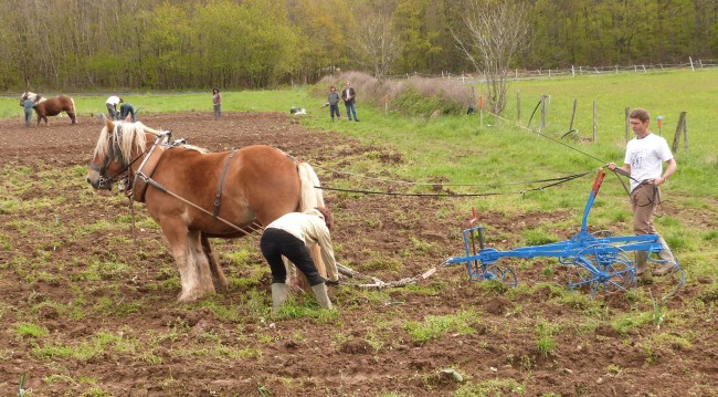 ../previews/024-maraichage-Hippotese-2012-025.jpeg.medium.jpeg